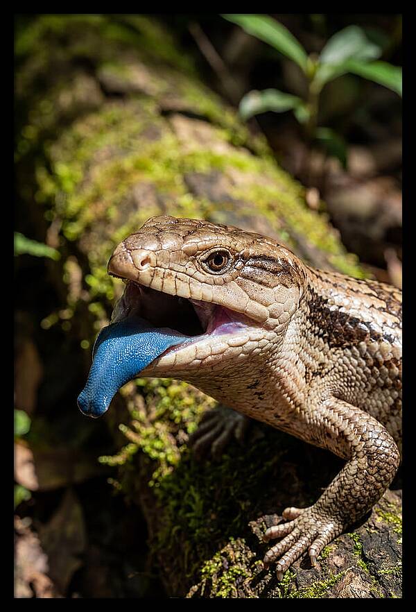 Blue Tongued Skink Displaying Tongue