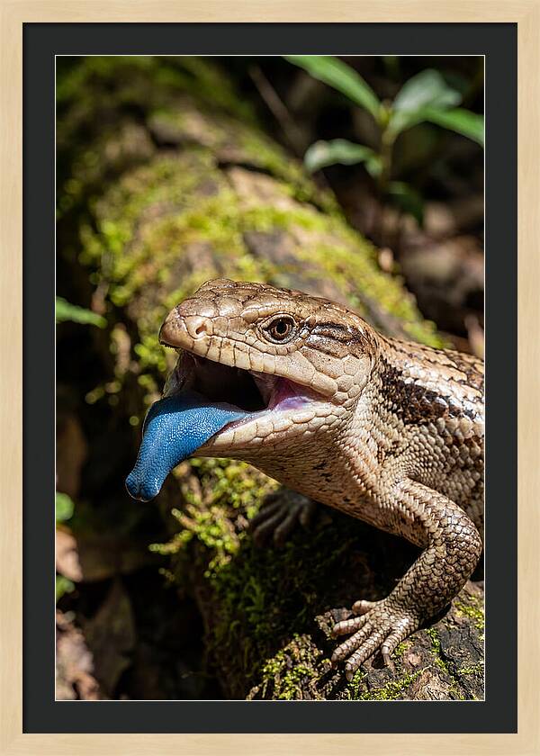 Blue Tongued Skink Displaying Tongue