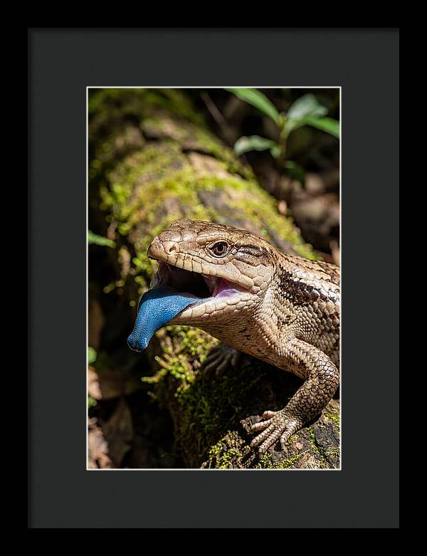 Blue Tongued Skink Displaying Tongue