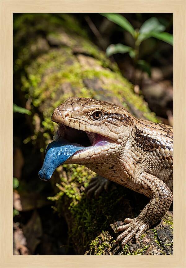 Blue Tongued Skink Displaying Tongue