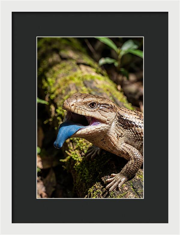 Blue Tongued Skink Displaying Tongue