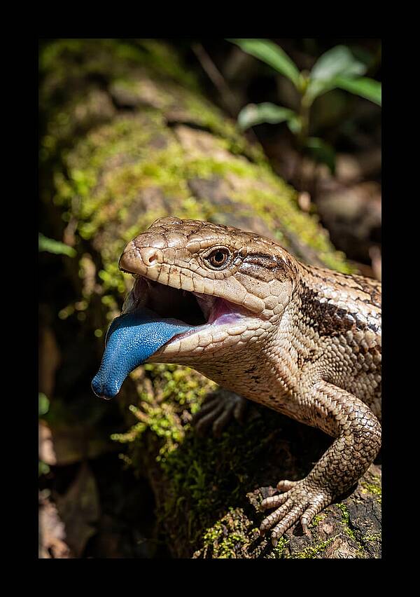 Blue Tongued Skink Displaying Tongue