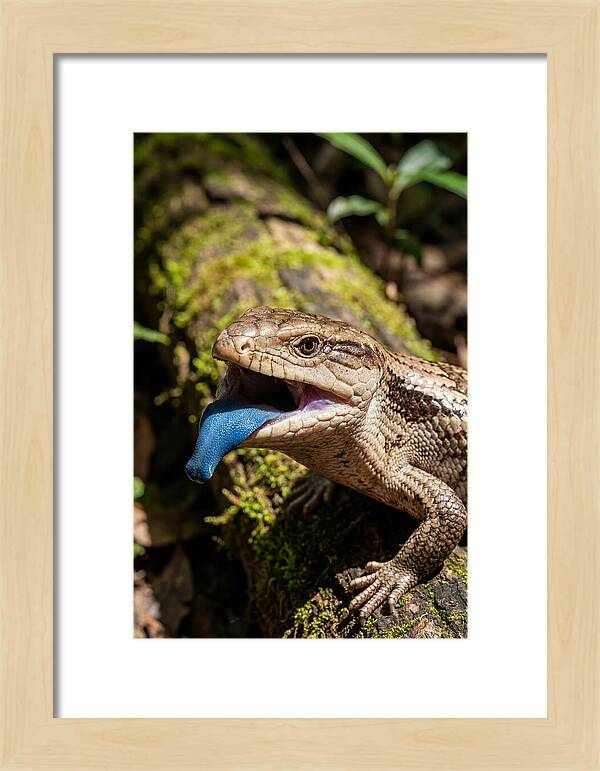 Blue Tongued Skink Displaying Tongue