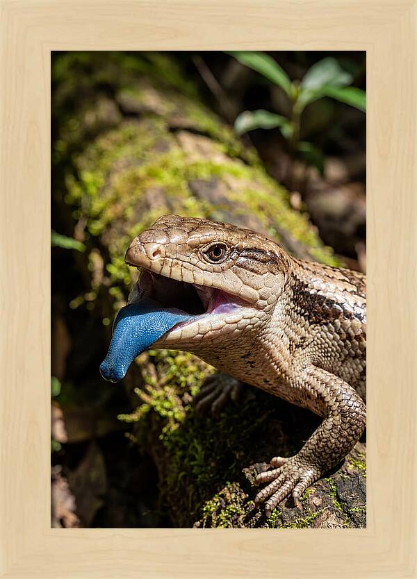Blue Tongued Skink Displaying Tongue