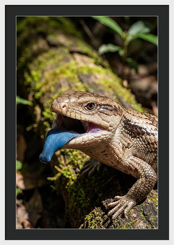 Blue Tongued Skink Displaying Tongue
