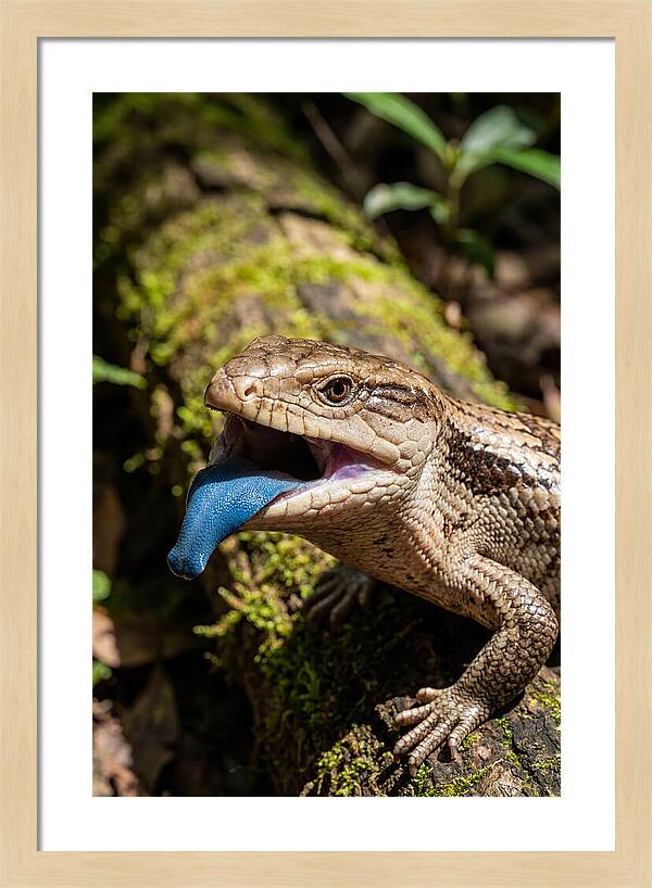 Blue Tongued Skink Displaying Tongue