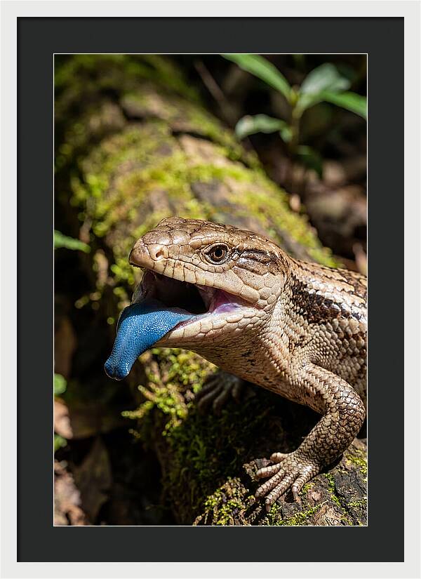 Blue Tongued Skink Displaying Tongue