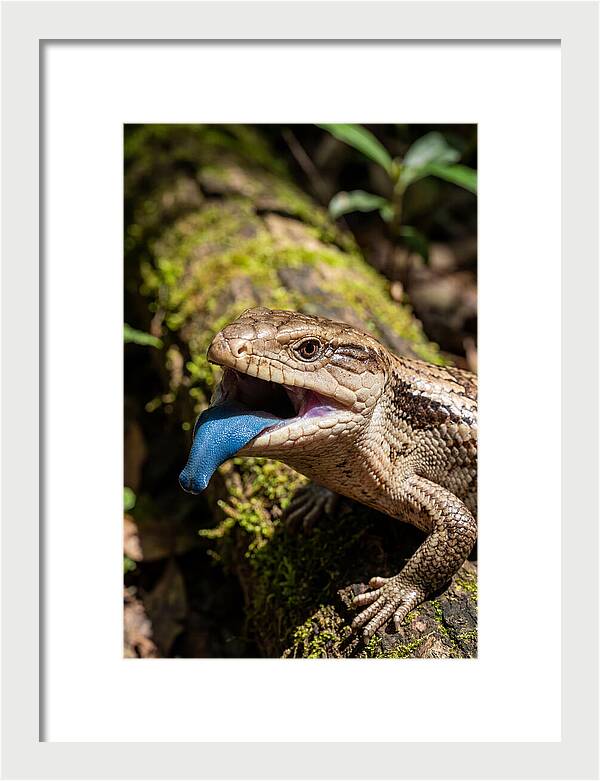 Blue Tongued Skink Displaying Tongue