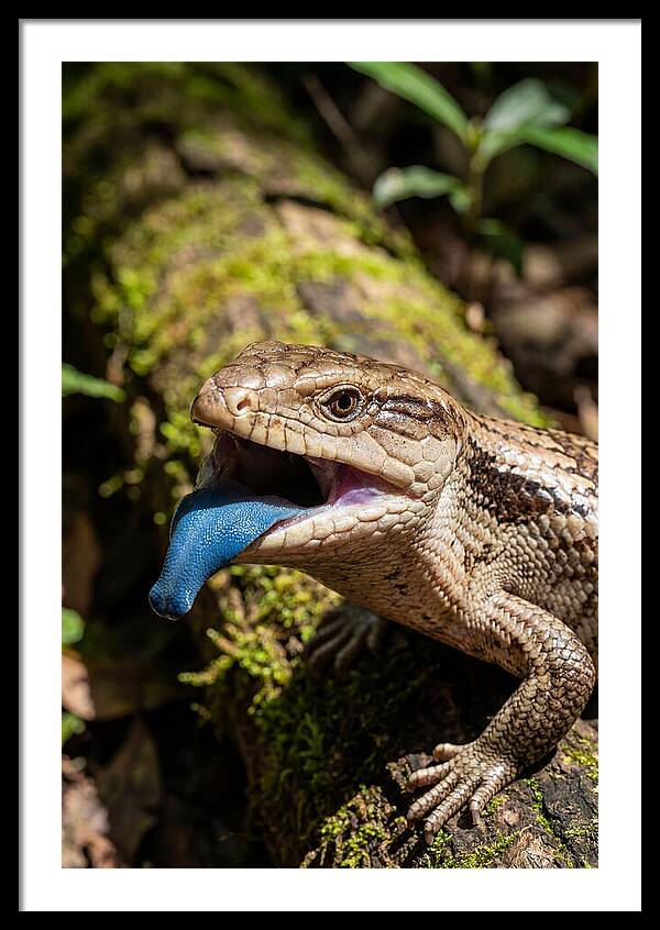 Blue Tongued Skink Displaying Tongue