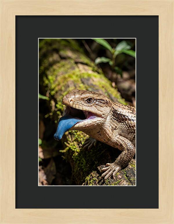 Blue Tongued Skink Displaying Tongue