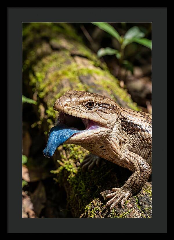 Blue Tongued Skink Displaying Tongue
