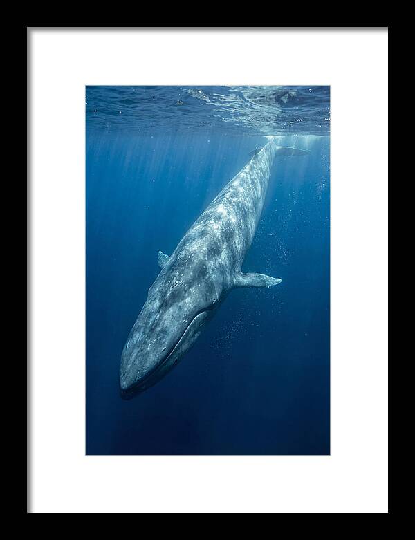Blue Whale Gliding Through Ocean