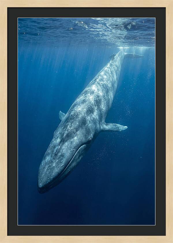 Blue Whale Gliding Through Ocean