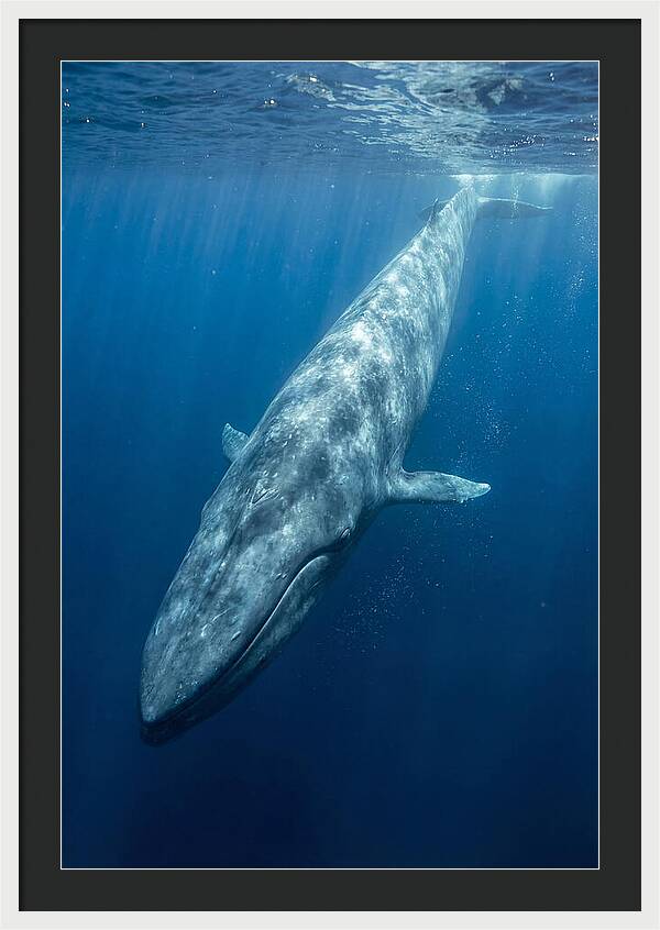 Blue Whale Gliding Through Ocean