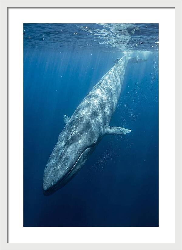 Blue Whale Gliding Through Ocean