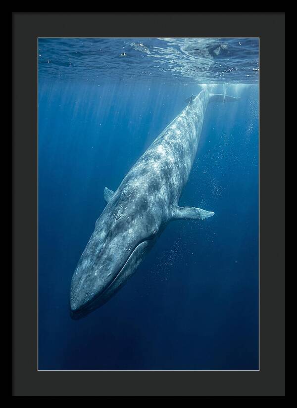 Blue Whale Gliding Through Ocean