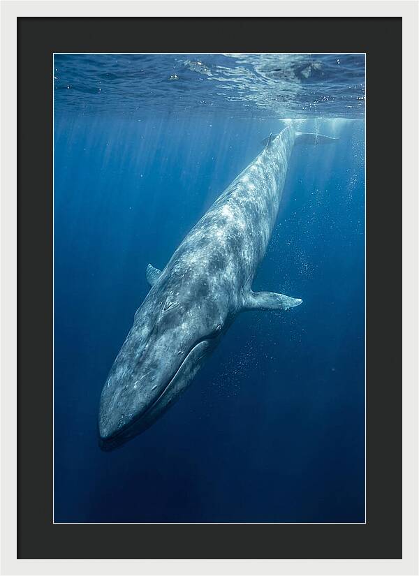 Blue Whale Gliding Through Ocean