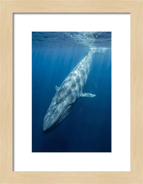 Blue Whale Gliding Through Ocean