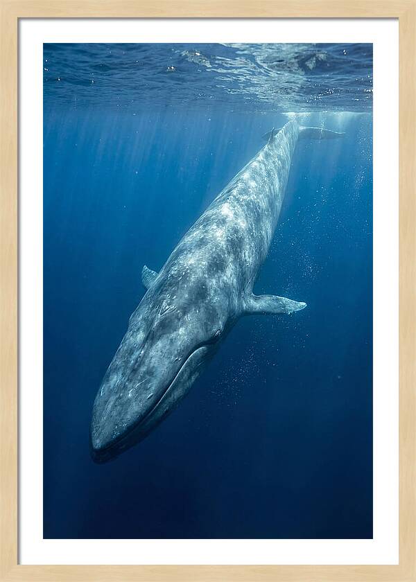 Blue Whale Gliding Through Ocean