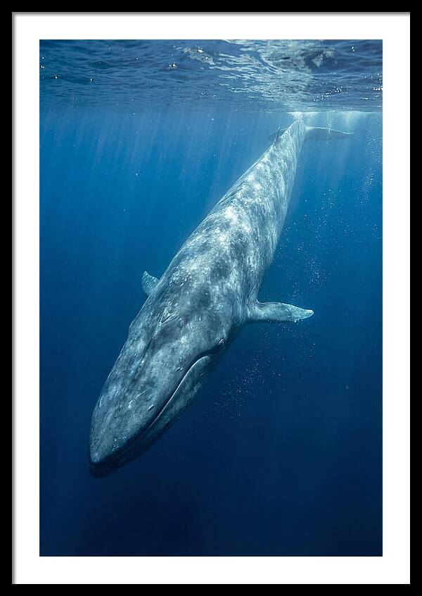 Blue Whale Gliding Through Ocean