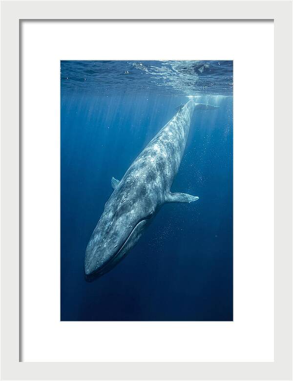 Blue Whale Gliding Through Ocean