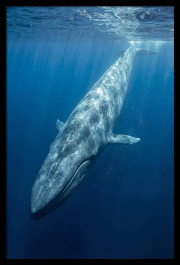 Blue Whale Gliding Through Ocean