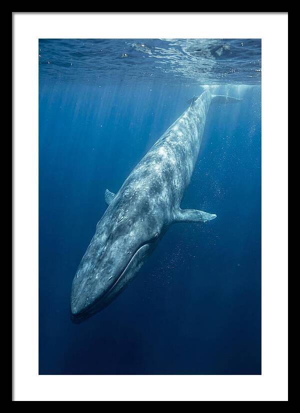 Blue Whale Gliding Through Ocean