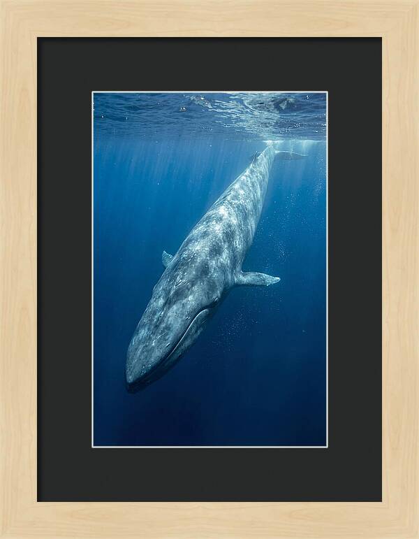 Blue Whale Gliding Through Ocean