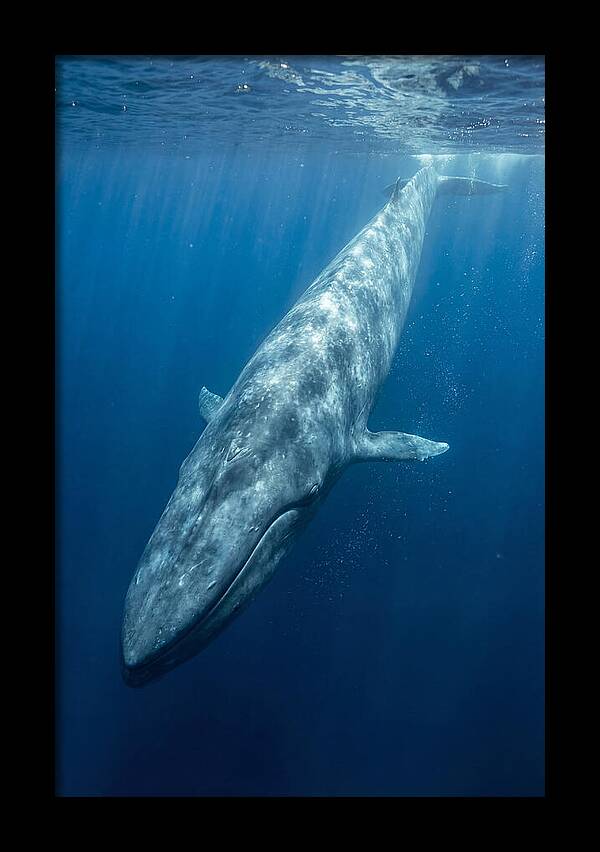 Blue Whale Gliding Through Ocean