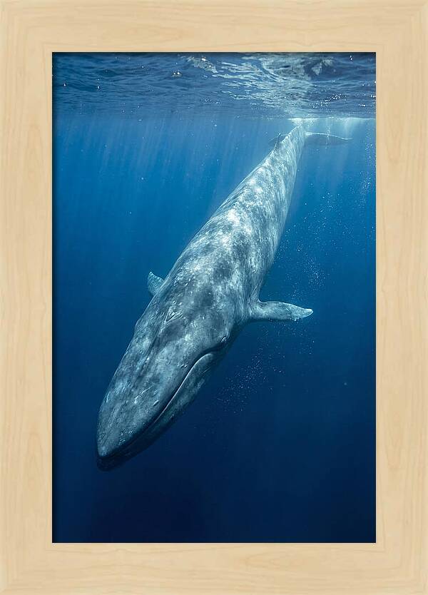 Blue Whale Gliding Through Ocean