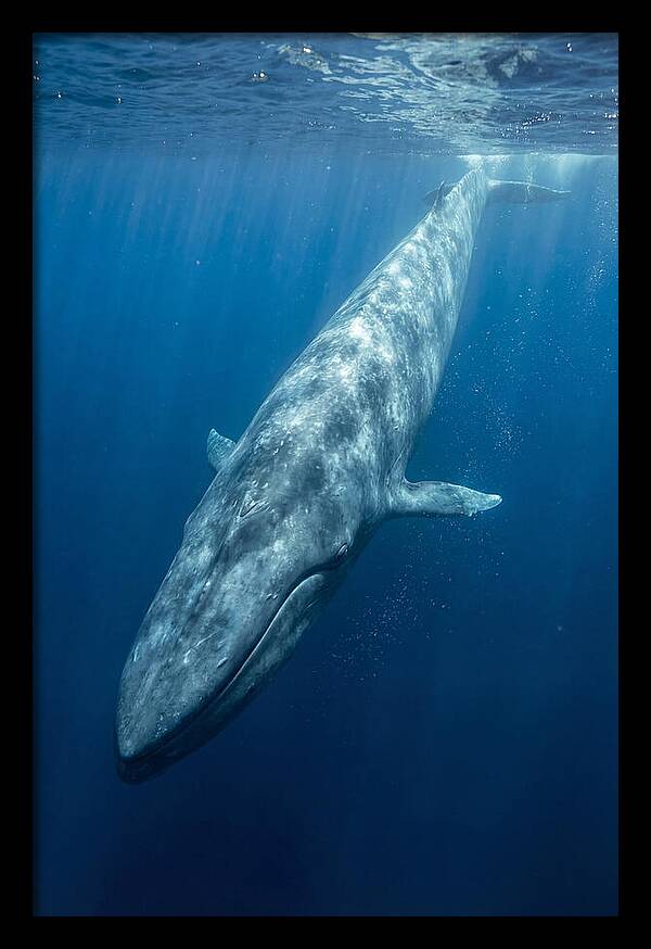 Blue Whale Gliding Through Ocean