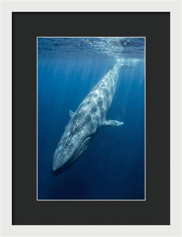 Blue Whale Gliding Through Ocean