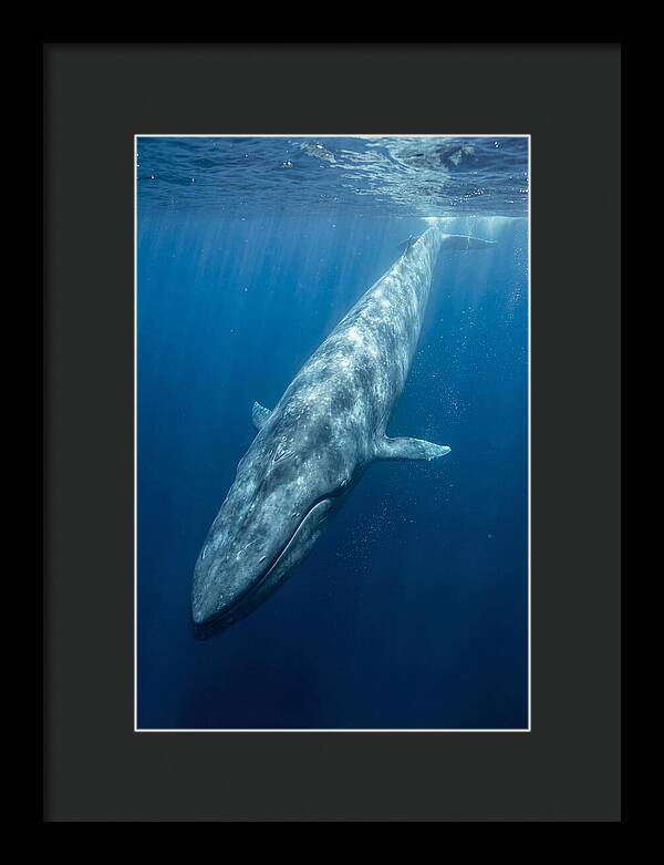 Blue Whale Gliding Through Ocean