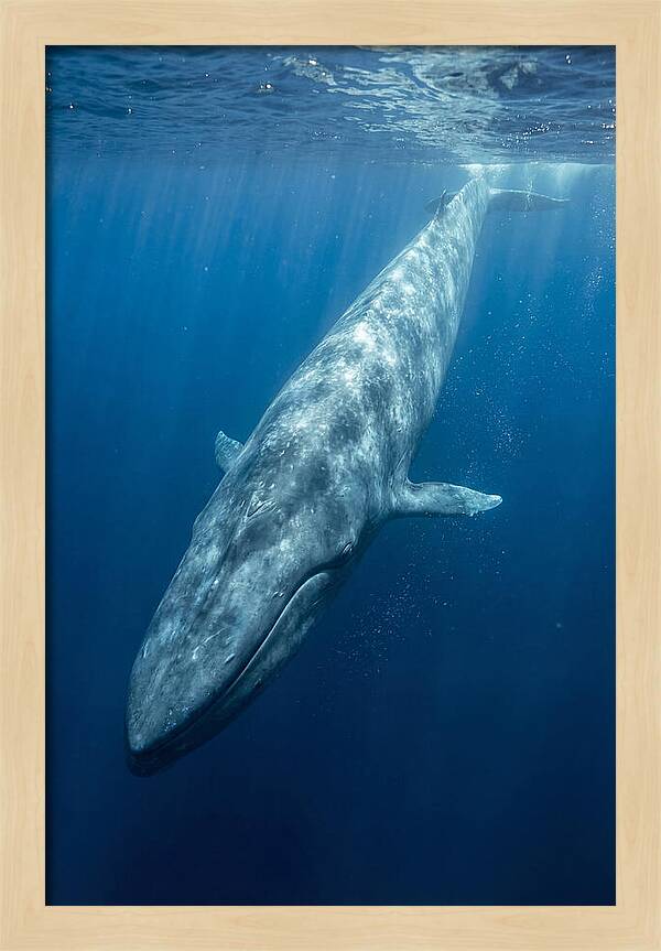 Blue Whale Gliding Through Ocean