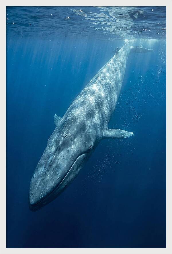 Blue Whale Gliding Through Ocean