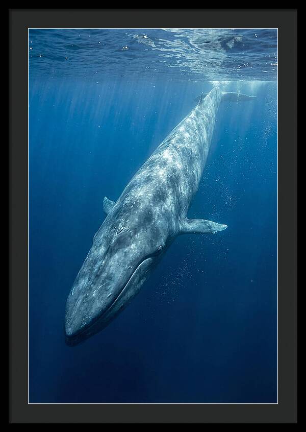 Blue Whale Gliding Through Ocean