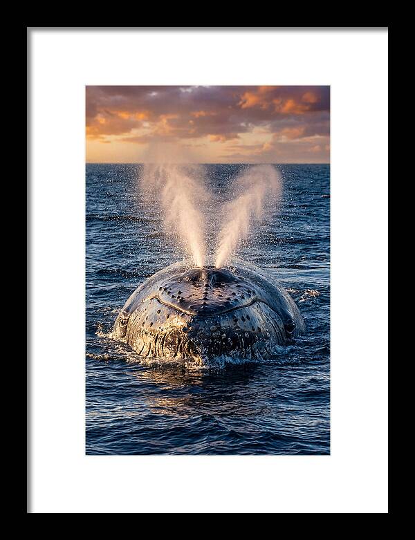 Blue Whale Surfacing At Sunset