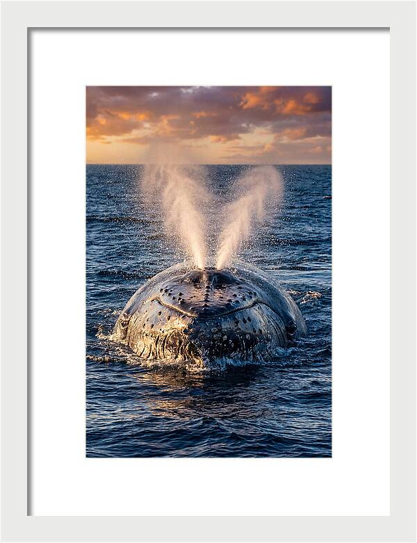 Blue Whale Surfacing At Sunset