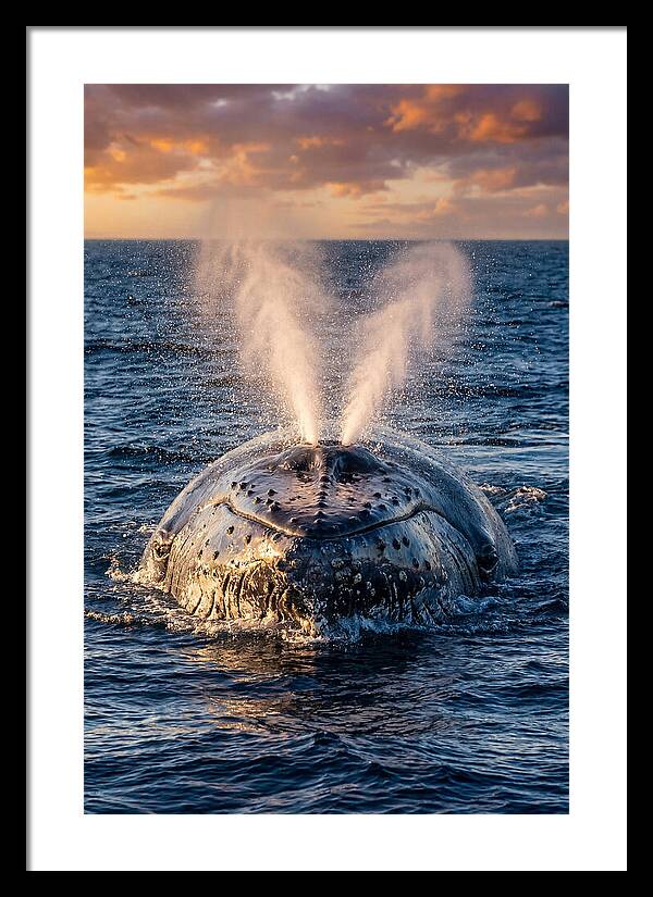 Blue Whale Surfacing At Sunset