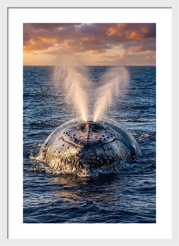 Blue Whale Surfacing At Sunset