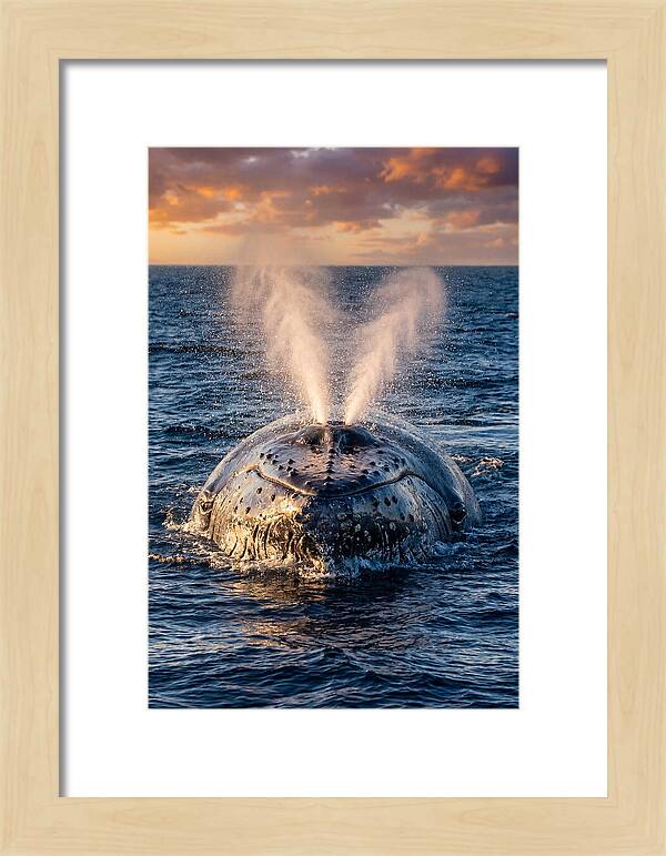 Blue Whale Surfacing At Sunset