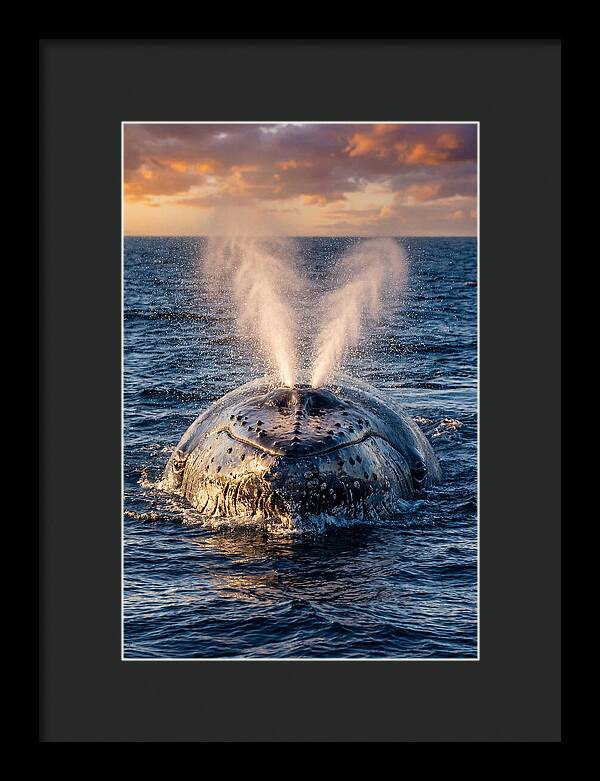 Blue Whale Surfacing At Sunset
