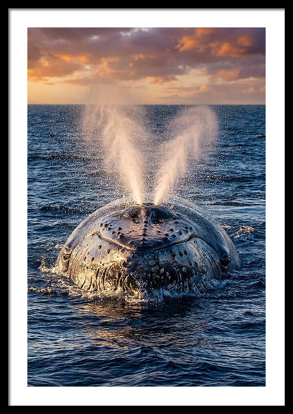 Blue Whale Surfacing At Sunset