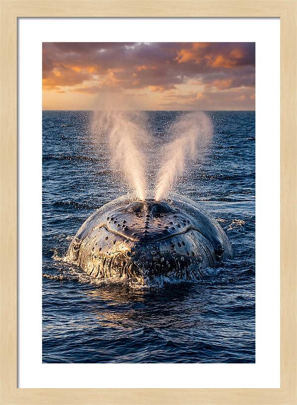 Blue Whale Surfacing At Sunset