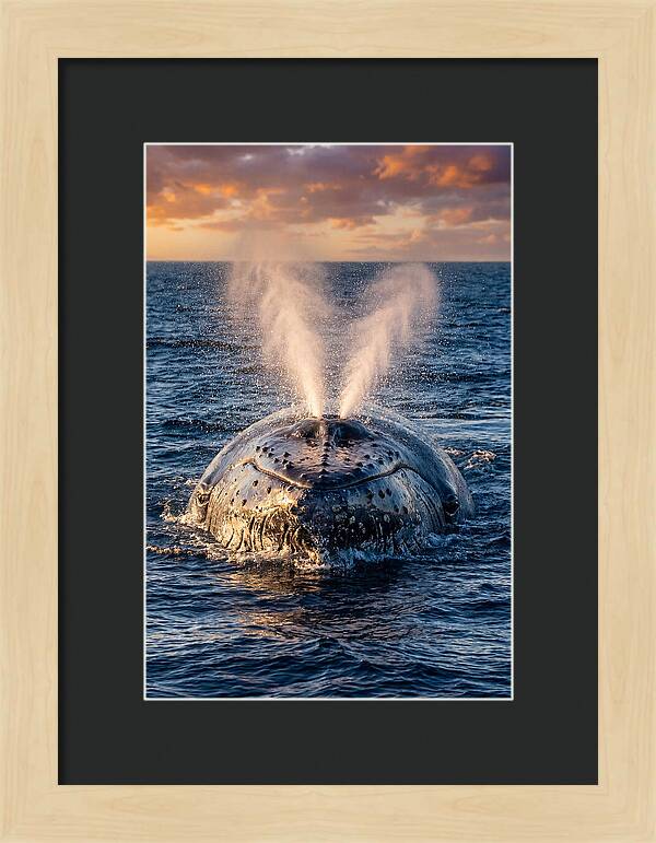 Blue Whale Surfacing At Sunset