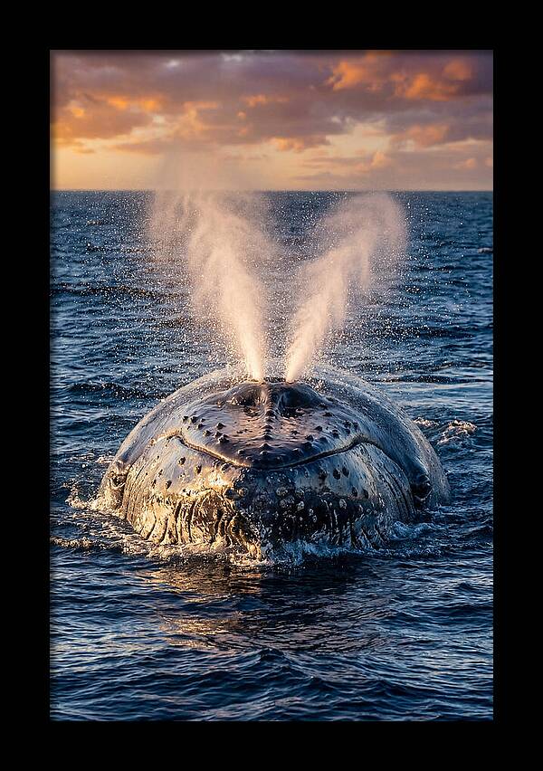 Blue Whale Surfacing At Sunset