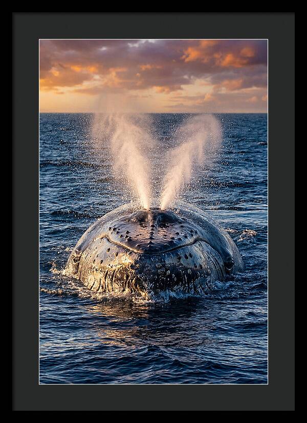Blue Whale Surfacing At Sunset