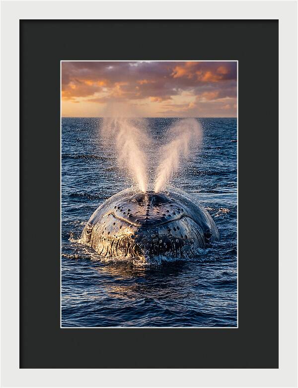 Blue Whale Surfacing At Sunset