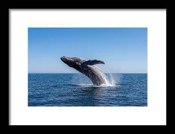 Blue Whale Surfacing