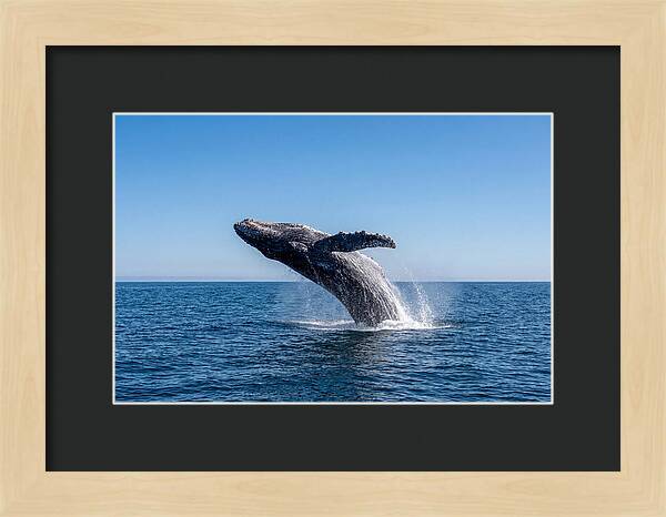Blue Whale Surfacing
